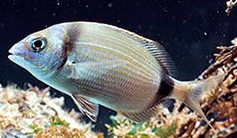 Diplodus vulgaris_03.jpg